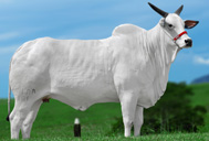 Dolly