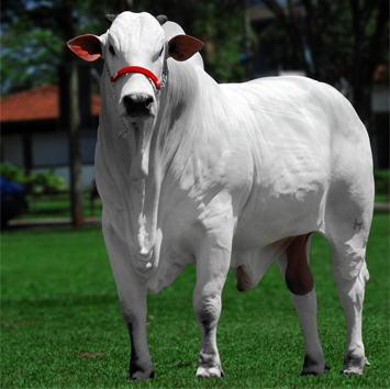 garridopqu